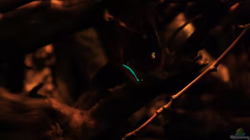 Eine Ansicht in blau-rot von Florian Bandhauer (62)