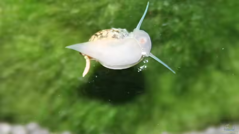 Eine Blasenschnecke, mein erster Bewohner! von Garnelenmami (7)