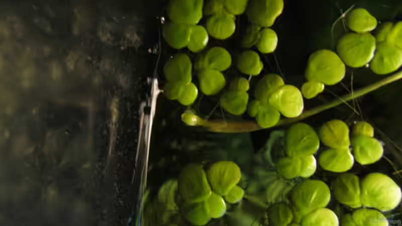 Eine Blüte....mal gucken wie diese sich entwickelt von Der Bergzower (5)