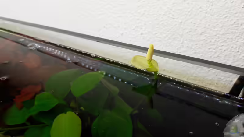 Eine Blüte der Anubias Barteri von Dreadnought (18)