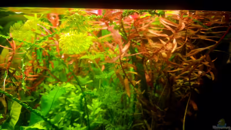 Eine bunte Mischung von Scaper (7)