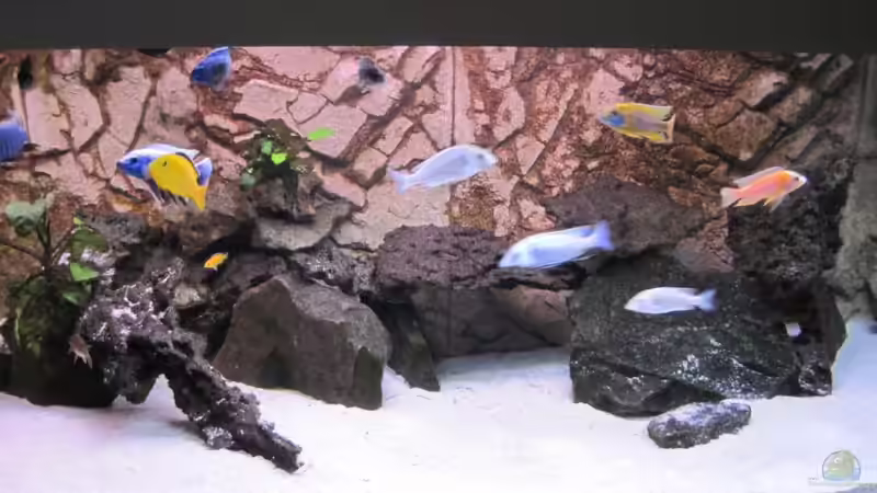 eine bunte Truppe von baule2002 (4)