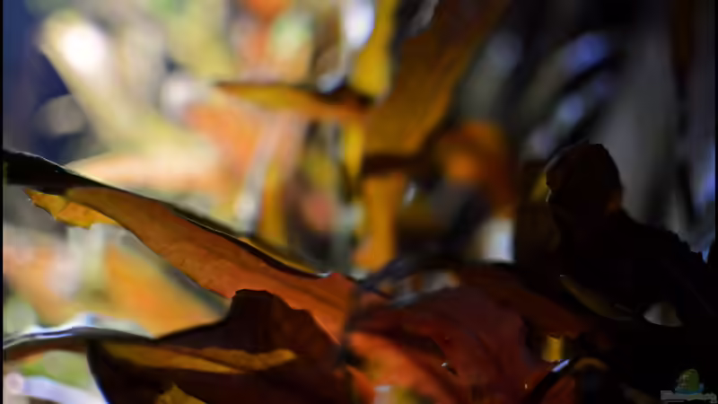 Eine Crypto-Impression von Tuduhi (9)