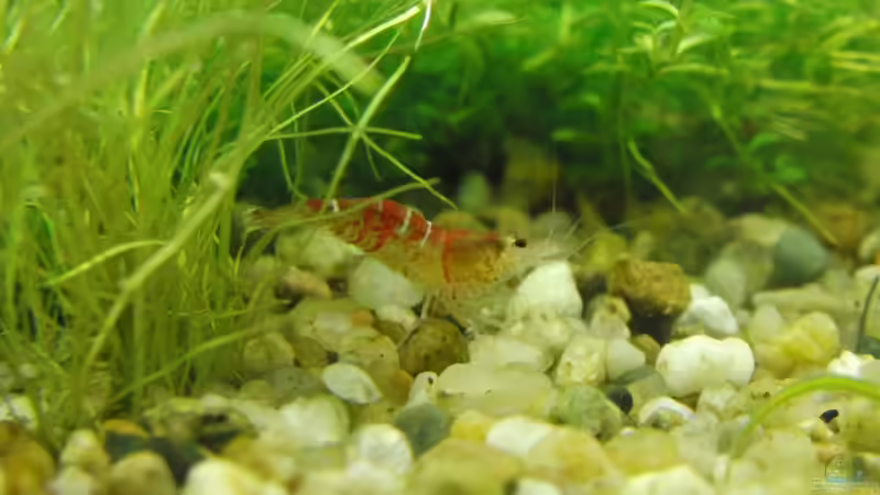 Einrichtungsbeispiele mit Caridina cantonensis Crystal Red (Kristallrote Zwerggarnele)