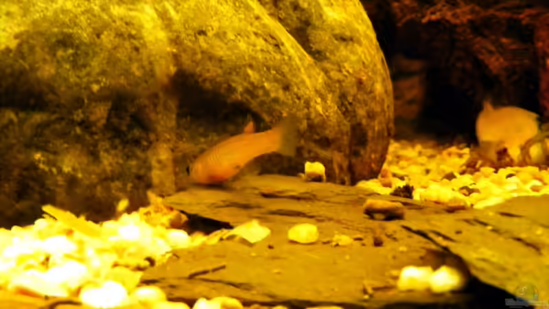 Eine Dame.... von Falk (81)