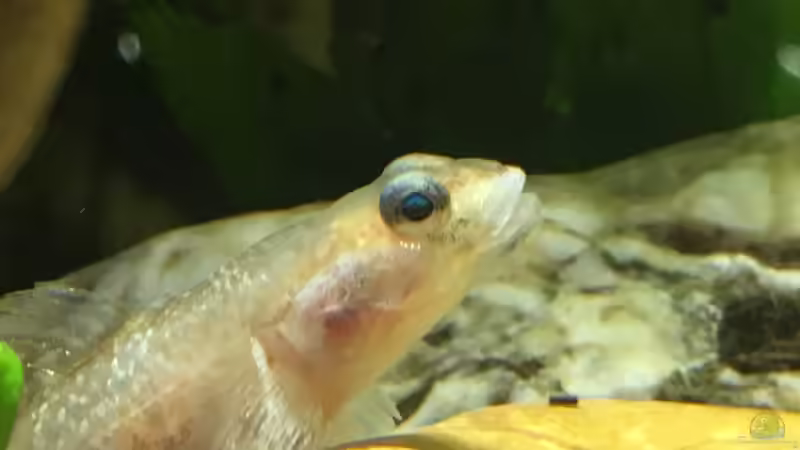 Eine Dame von Harald Kästner (16)