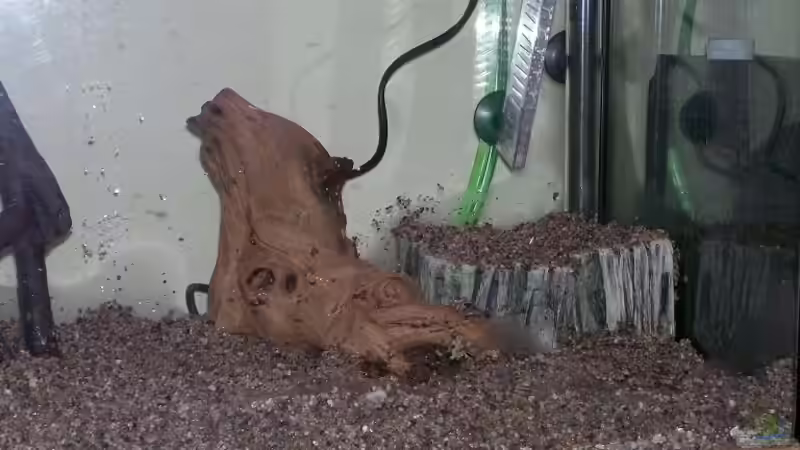 eine der 2 Wuzeln von Theo Heimann (8)