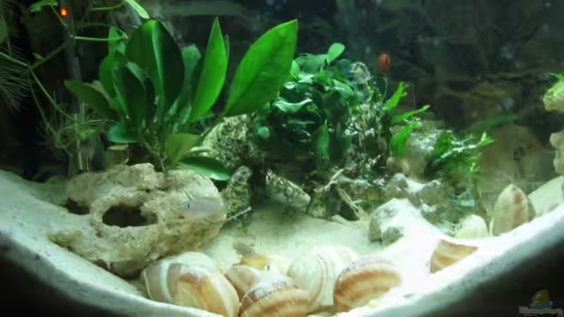 Eine der 3 Kolonien von farmerin (2)