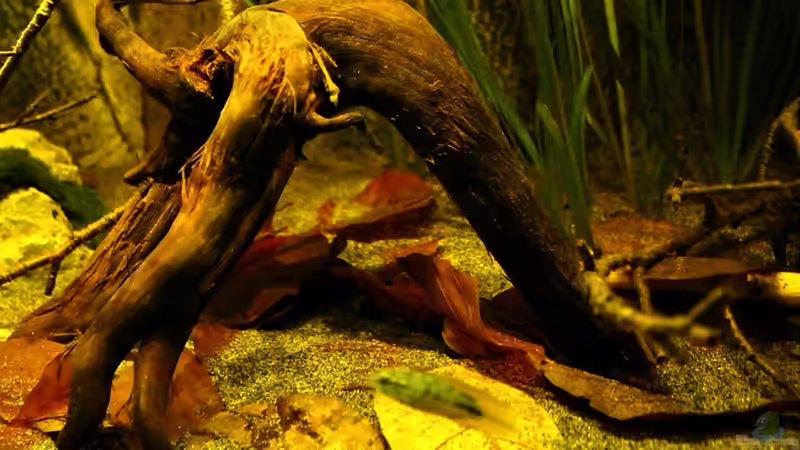 Eine der 3 Moorkienwurzeln von marxbre (34)