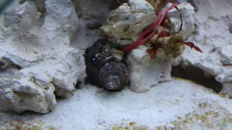 Eine der 4 Tuboschnecken bei der Arbeit von Thorsten John (28)