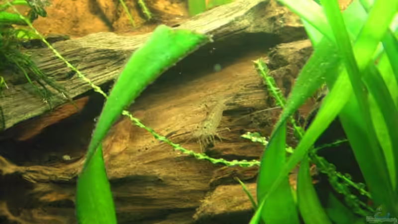 Eine der 5 großen Garnelen von LockHeed (28)