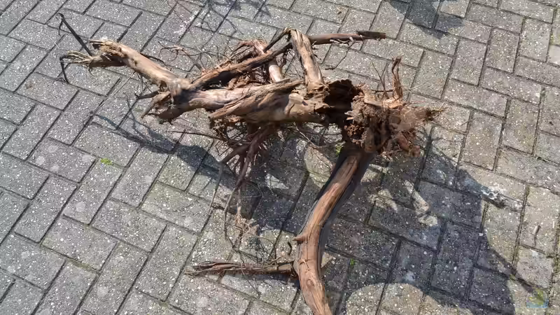 Eine der 6 neuen Wurzeln in diesem Aquarium, wahrlich ein Gigant.Die 2 neue Wurzel, von GGuardiaNN (43)