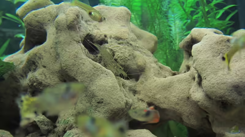 Eine der Amano Garnelen erklimmt den Felsen von cypher2020 (5)