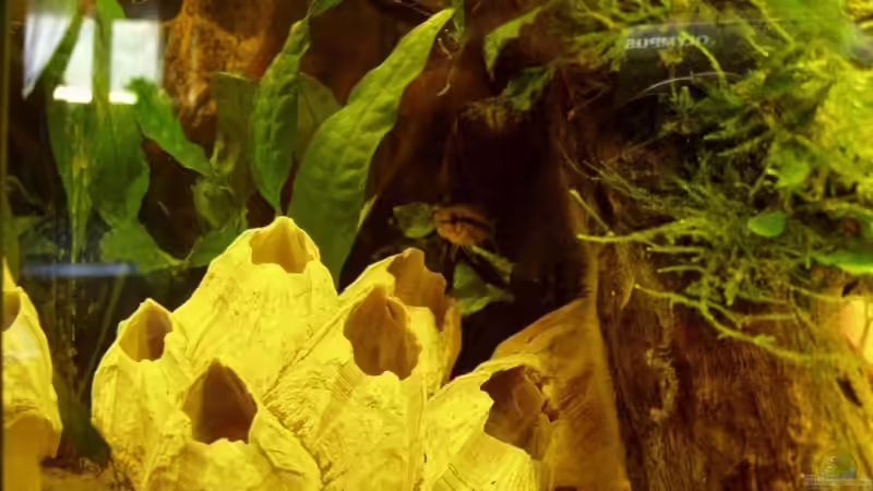 eine der Apistofrauen über der Muschel von Tobias Kappe (5)