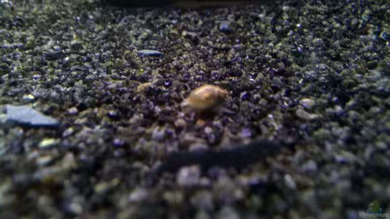 eine der Blasenschnecken von Exoskelett-Fan (20)