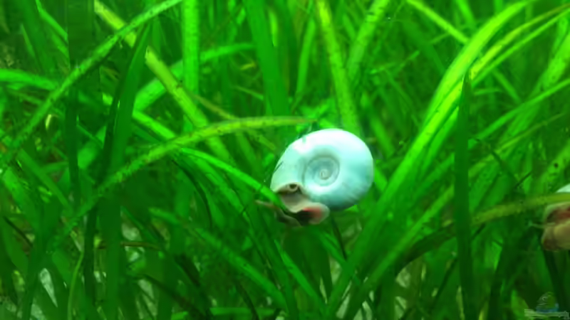 Eine der blauen Posthornschnecken von Fuujida (31)