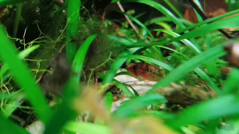 Eine der Damen  von SaMü (21)