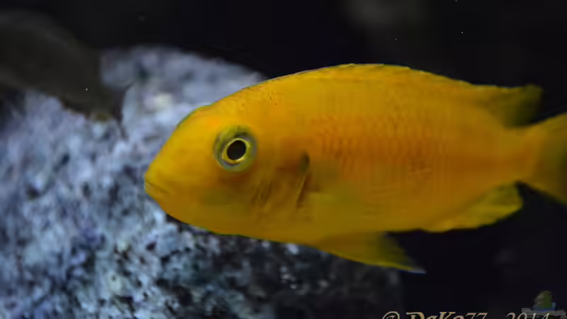 Einrichtungsbeispiele für Tropheops sp. Chilumba