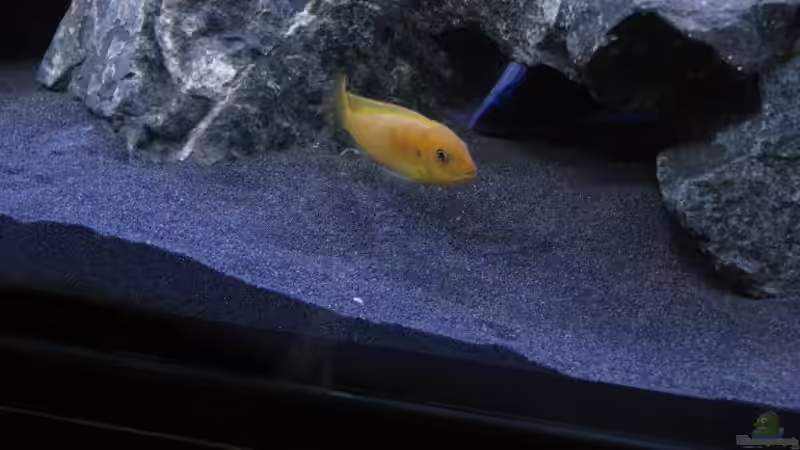 Eine der Damen vor der Hütten;-))) von Florian Bandhauer (39)