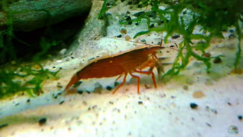 Eine der Fächerhandgarnelen von Christian Trommer (21)