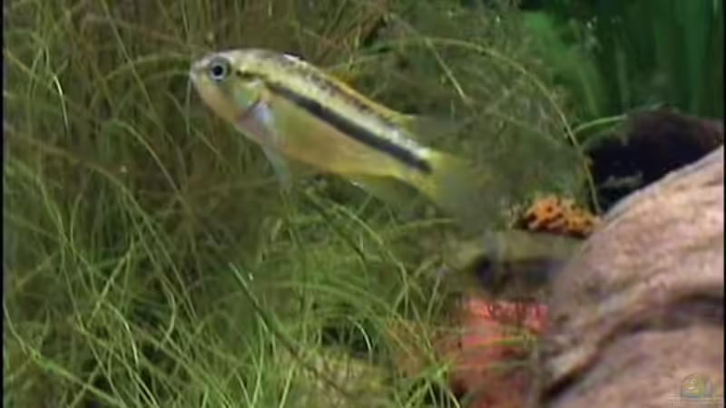 Eine der Haremsdamen von Thomas Hilsberg (19)