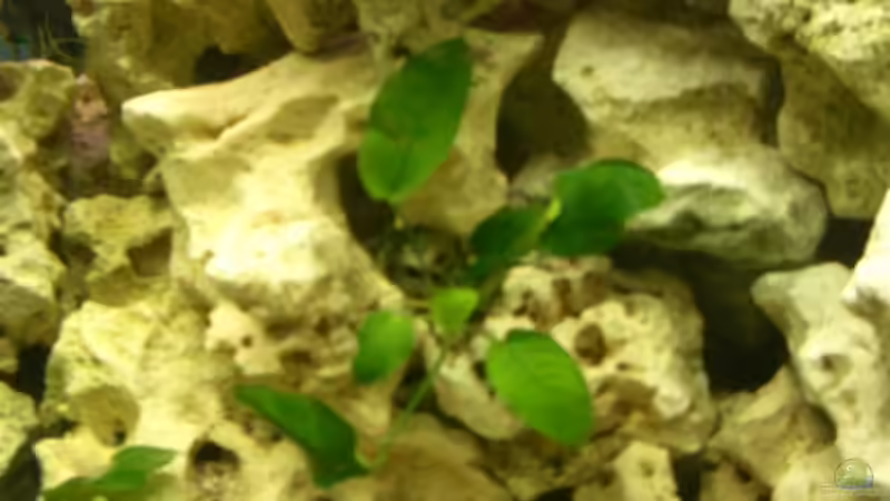 eine der kleinen Anubia von Lutz Altepost (7)