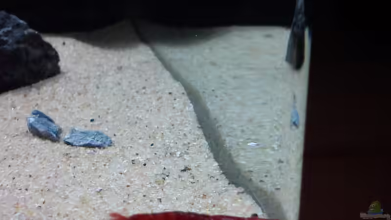 Eine der kleinen Sakura´s - echt schwer ein schönes Bild zu erwischen ;) von Wirlo (3)