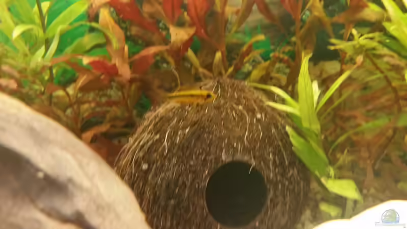 eine der Kokosnüsse von SvenDerGroße (12)