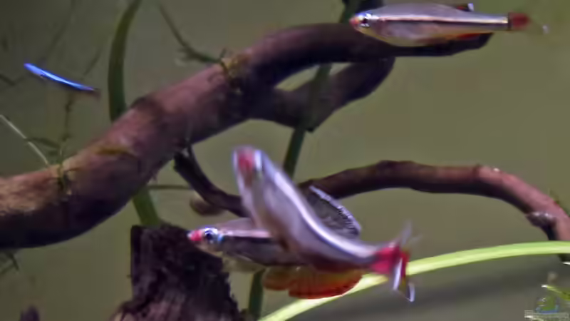 eine der Lieblingsbeschäftigungen - Imponieren und dann verjagen von Summse (44)