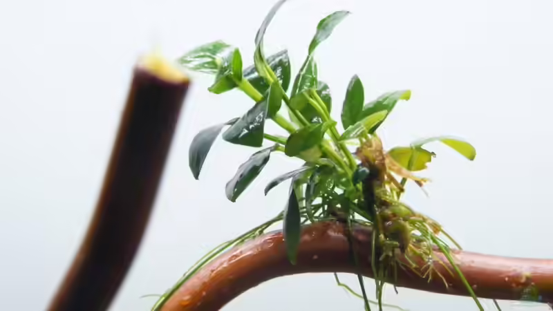 eine der Micro-´nanas´ die sich auf den Zweigen entwickeln sollen von Falk (6)