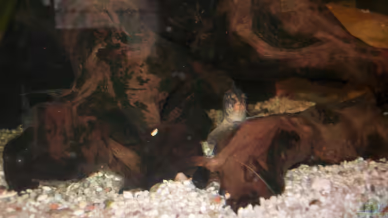 eine der Netzschmerlen aus der Olsenbande von fischmutti (12)