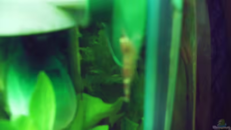 eine der neuen bewohner - eine Crystal Red von Martin Kind (19)