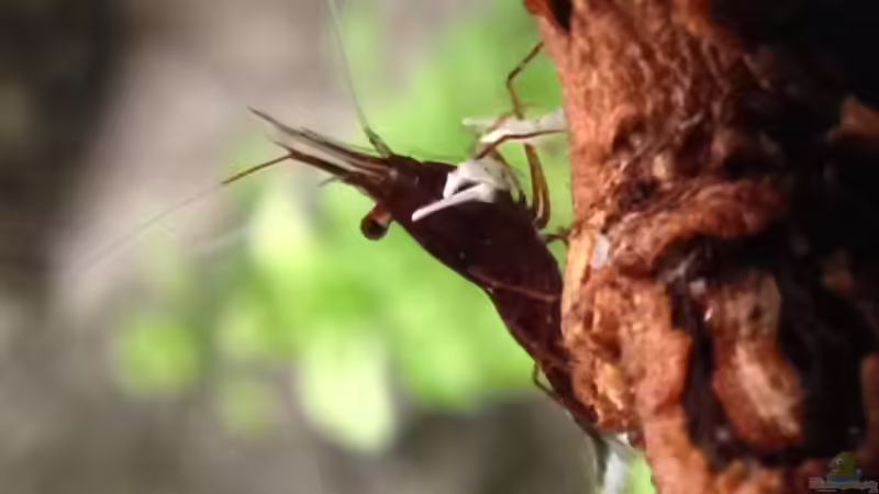 Eine der Schönheiten von Kardinälchen (2)