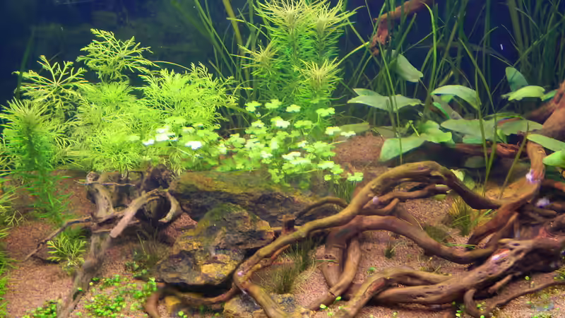 eine der schönsten Wurzeln die ich je gesehen habe von Nick3 (38)