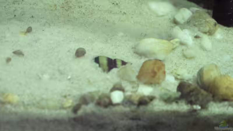 Eine der Turmdeckelraubschnecken macht es sich gemütlich. von Patrick Scheffer (23)