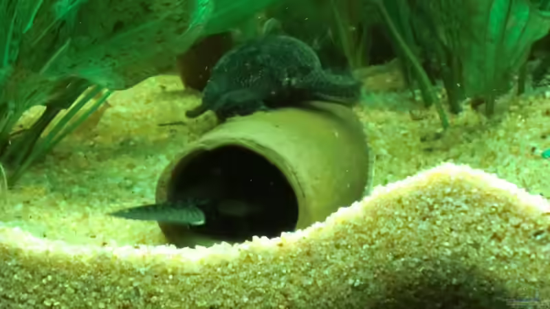 eine der Welshöhlen, etwa 4 im Becken, nud diese ist, wie man sehen kann, die Lieblingshöhle ... (Antennenwelse sind nicht mehr im Becken) von Sirko Fricke (30)