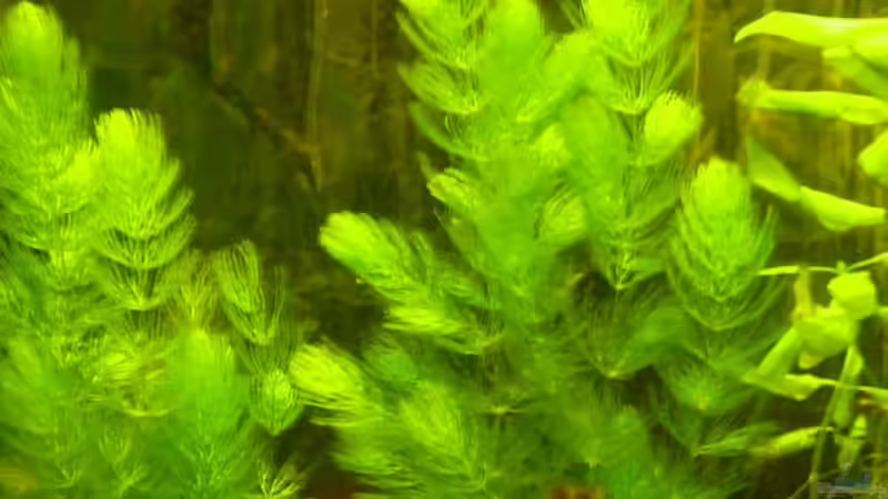 eine Echinodorus beim Blühen von Rene Dietzel (2)