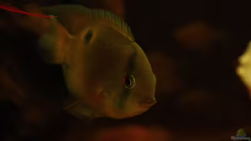 Eine edle Marone für das Aqua,der Maroni ??? Buntbarsch !!!