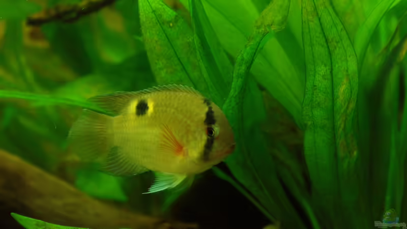 Eine edle Marone für das Aqua,der Maroni ??? Buntbarsch !!!
