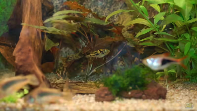 Eine Erbse im Hintergrund... von Voyagerz (23)