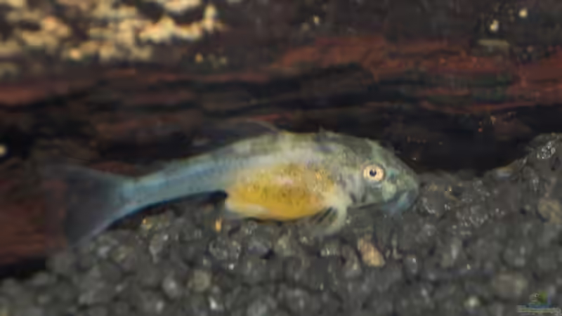 eine erst wenige Tage alte Larve die das Männchen aus der Höhle gewedelt hat von Oxid81 (18)