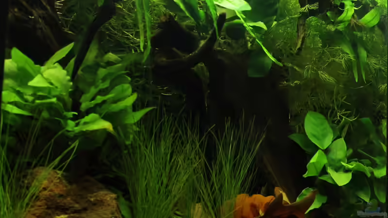 eine etwas hellere Aufnehme, damit auch ein wenig was von der hinteren Strukturrierung von die Perle... (5)