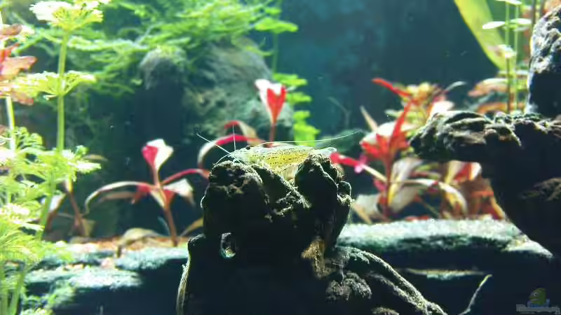 eine Garnele als Kletterkönigin von wasserspaß (26)