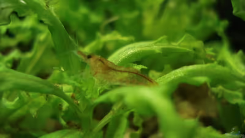 Eine Garnele kurz nach dem Einsetzen von lunimami (5)