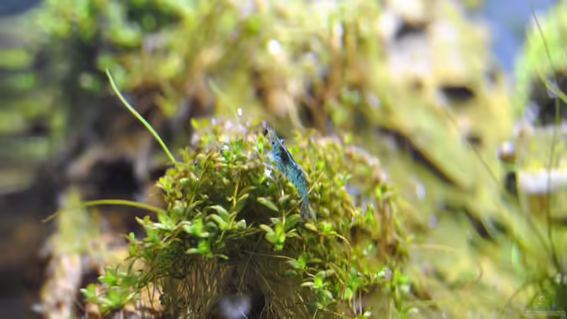 eine Garnele von Helle (13)