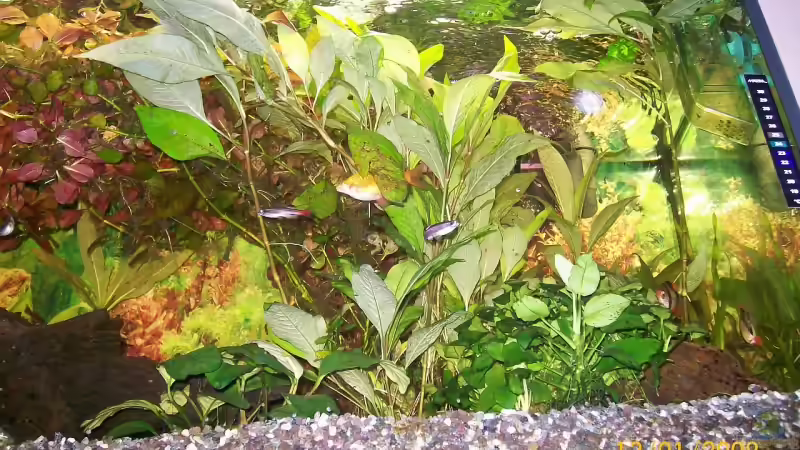 Einrichtungsbeispiele für Aquarien mit Prachtbarben (Pethia conchonius)