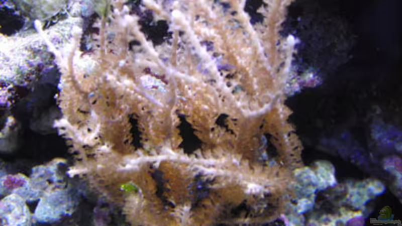 eine Gorgonie von Steffen Ruck (16)