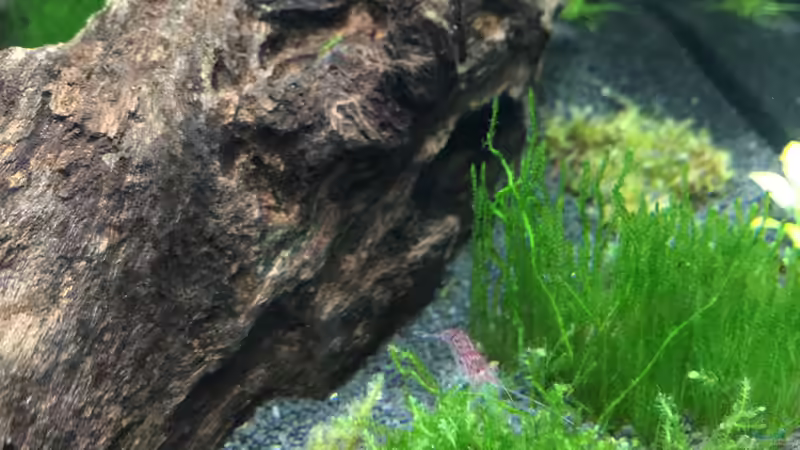 Eine größere Red Fire Garnele von Clemens (9)