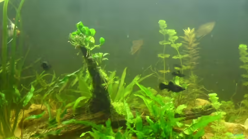 eine große wurzel mit teichlebermoos und aufgebundenen anubias bonsai von kleines becken (8)