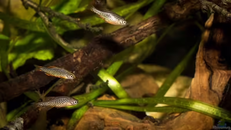 eine Gruppe ´Danio margaritatus´ als Beibesatz .. von AjakAndi (24)